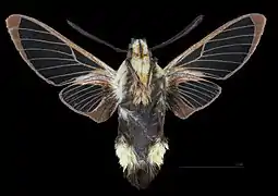 Male ventral