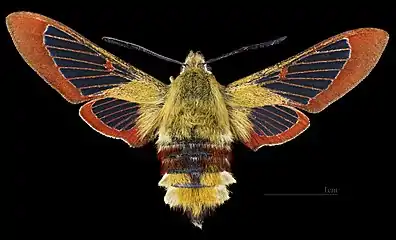 ♀ △