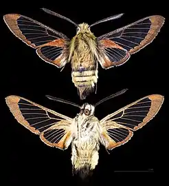 Hemaris thetis