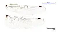 Male wings