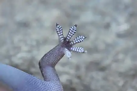 Close up of a foot and toe pads of Mediterranean house gecko, Paphos, Cyprus