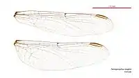 Female wings