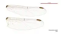 Male wings