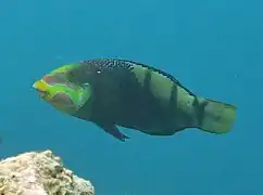 Barred thicklip (Hemigymnus fasciatus)