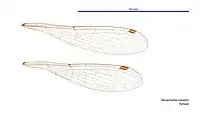 Female wings