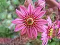 Another flower