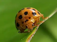Head on view
