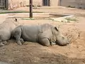 Rhinos