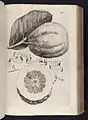 Lumia ollulae aspectu from Hesperides (1646)