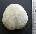 Heteraster obliquatus (Clark), an irregular sea urchin