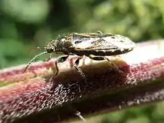 Imago