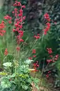 'Firefly' cultivar