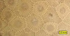 Close view of polished Hexagonaria percarinata from Michigan.