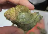 Hexaplex Trunculus camouflaged in microalgae