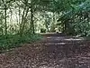 Cuckoo Wood in High Elms