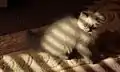 Eight-week-old blue-point Himalayan kitten