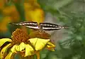 At Jayanti in Buxa Tiger Reserve