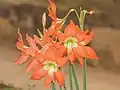 Hippeastrum puniceum