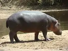 Image 29Hippopotamus at the Benoue National Park (from Tourism in Cameroon)