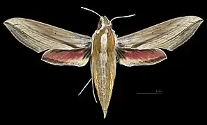 Female dorsal