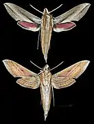 Hippotion echeclus