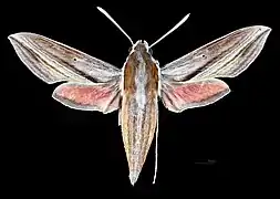 Female dorsal
