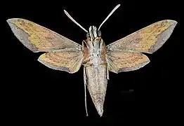 Female ventral