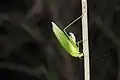 female