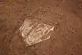 Home plate of a baseball field