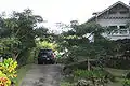 Royal Poinciana trees