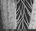Retrorse barbs and trichomes on lemma.