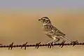Horsfield's bush lark, Mooloort Plains, Central Vic.