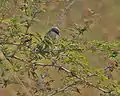 in Kawal Wildlife Sanctuary, India.