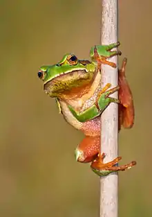 Formerly included in the European tree frog, the form molleri is now recognized as its own species, the Iberian tree frog