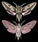 Hyles euphorbiae