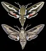 Hyles gallii