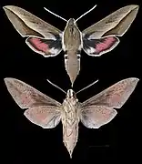Hyles hippophaes