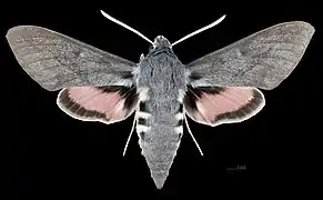 Male dorsal