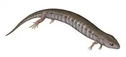 Hyloplesion longicostatum