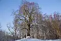 The Tree of the Liberty - Common Lime  planted in the end of the 18th century.