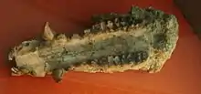 Hyotherium soemmeringi