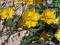 Hypecoum procumbens