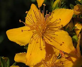 Blossom