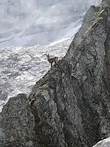 Image 31Ibex in an alpine habitat (from Habitat)