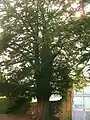 A yew tree in the cemetery