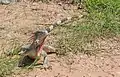 Green iguana in Maracaibo