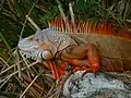 Reddish-colored green iguana