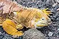 Galapagos Yellow Land Iguana living at the Charles Darwin Research Station.
