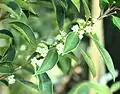 Ilex mitis blossoms.
