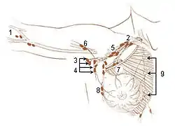 Lymph Nodes of the Upper Limb and Breast